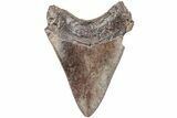 Serrated, 3.49" Fossil Megalodon Tooth - South Carolina - #203145-1